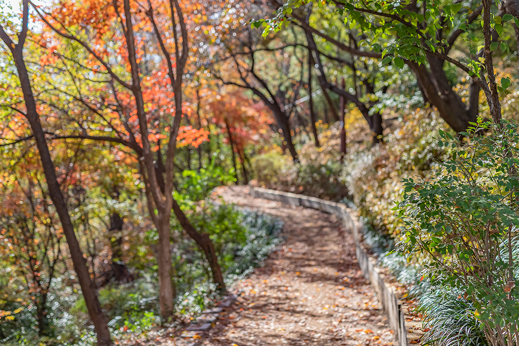 혜화문
성북동
한양도성길
백악구간
서울여행
서울단풍
가을단풍
단풍
성벽
와룡공원
