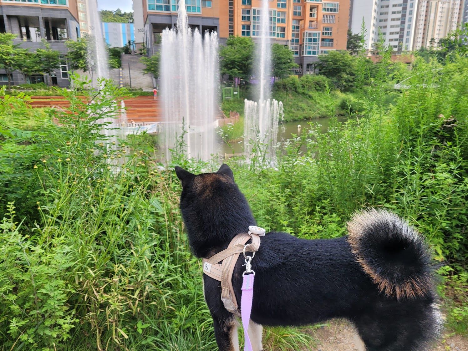 시원한 분수 앞에 서있는 강아지