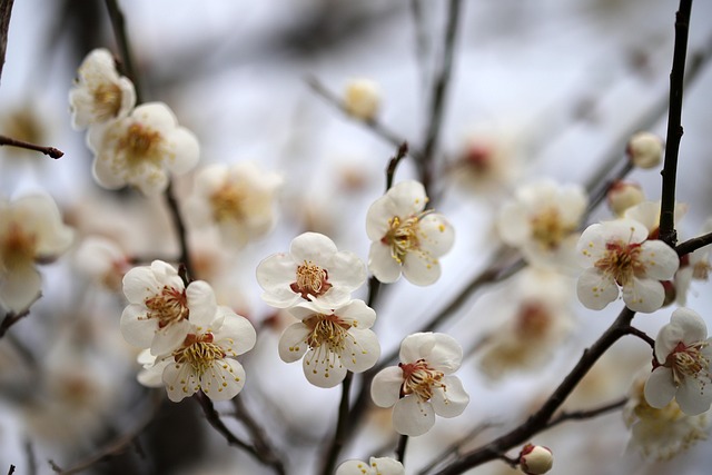 2025 전국 매화꽃 개화시기 및 축제일정 주차안내