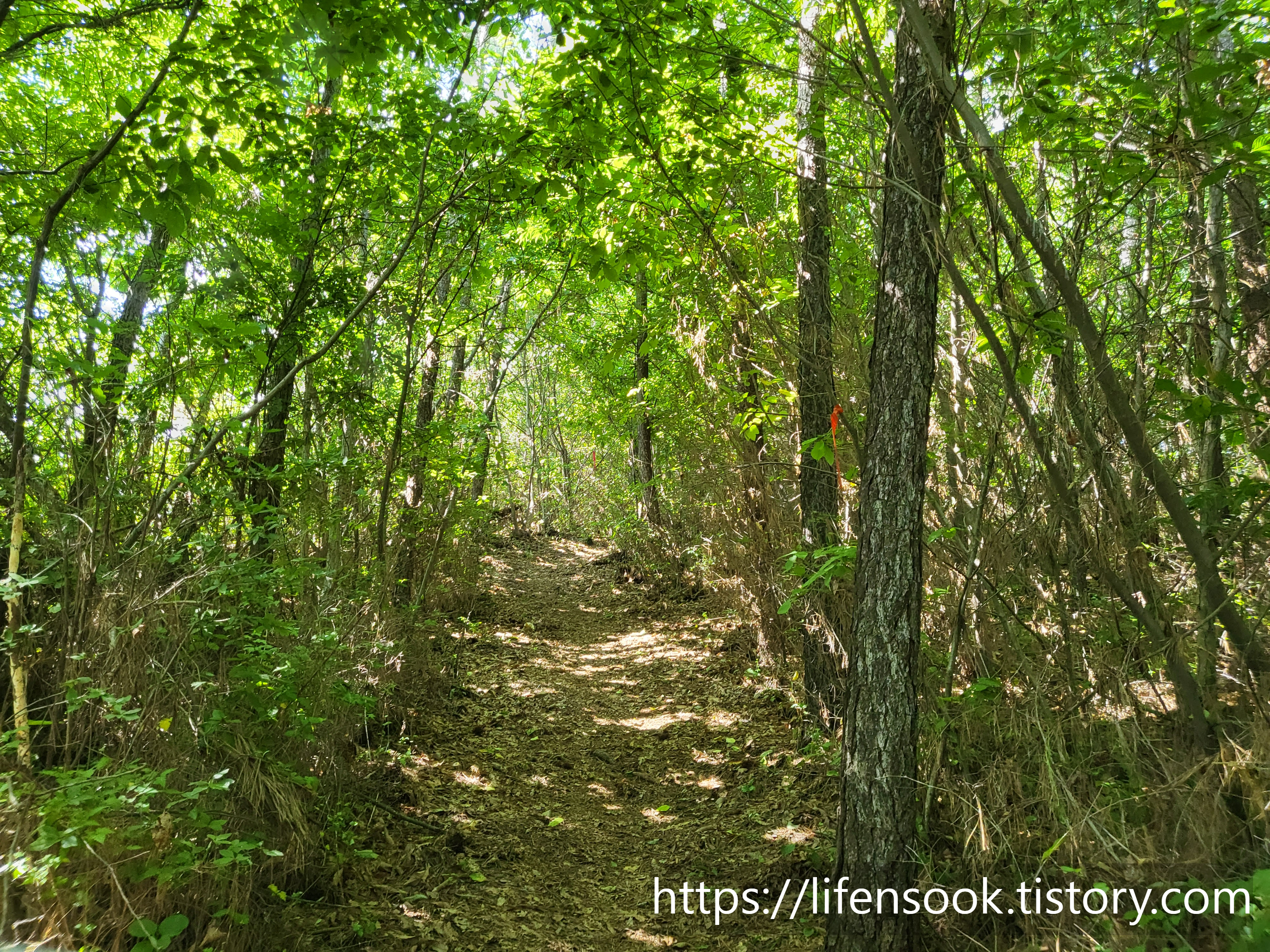 대부해솔길 3코스 큰산 1