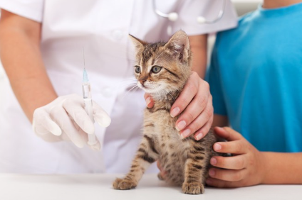 감기 백신과 고양이.