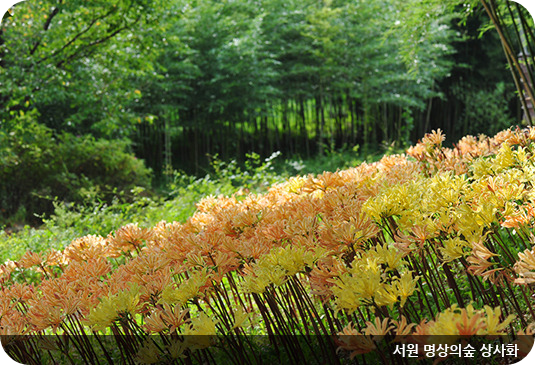 한밭수목원 서원 명상의 숲 상사화 이미지/출처: 한밭수목원 홈페이지
