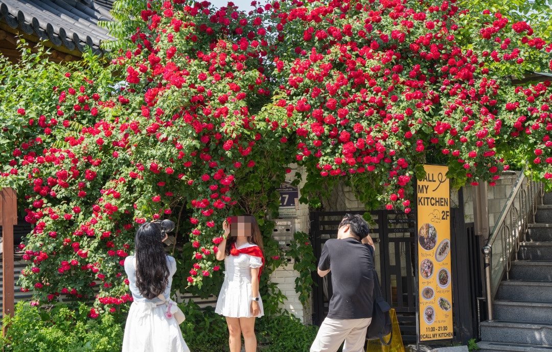 행궁동 콜마이키친 장미