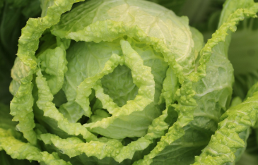 김장 절임배추 마트별 가격 비교(24년 11월14일 기준)