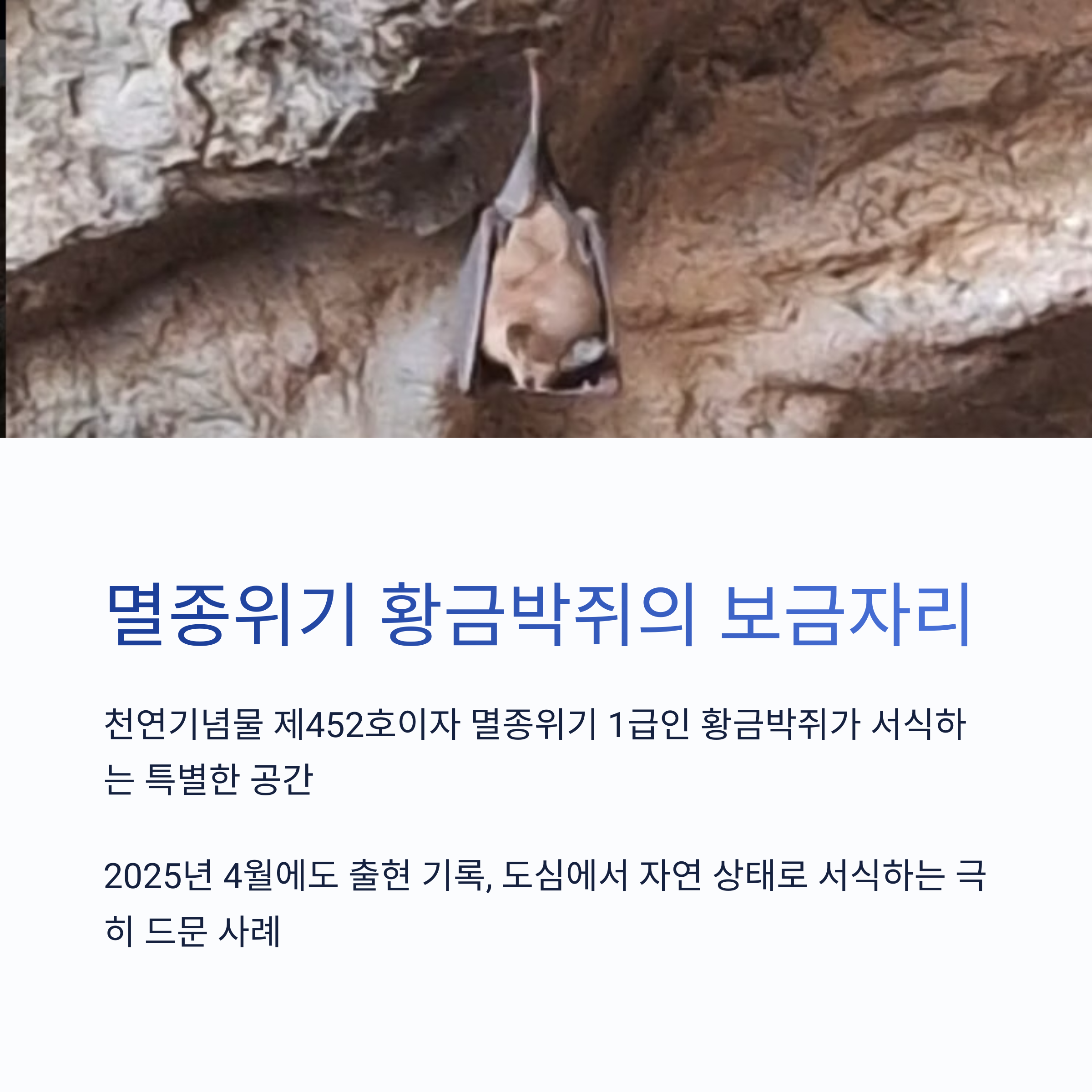 멸종위기 황금박쥐의 보금자리