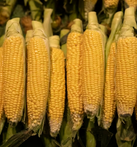 옥수수 효능과 부작용 영양성분 고르는법 칼로리