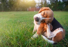 비글/출처:어도비스톡