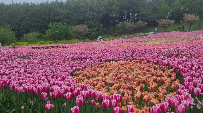 태안 튤립축제 일정&amp;#44; 개화시기