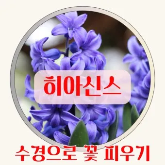히아신스 꽃말 키우는법 꽃이 지고난 후 수경재배_13