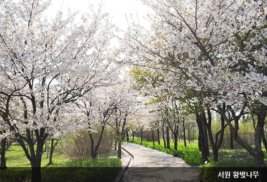 대전 한밭수목원 꽃구경