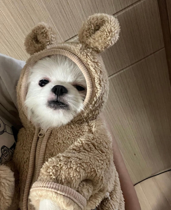 강아지_옷