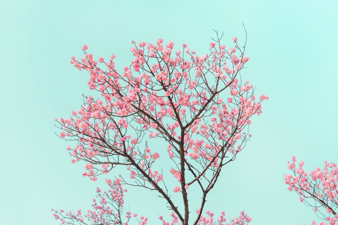 Spring.