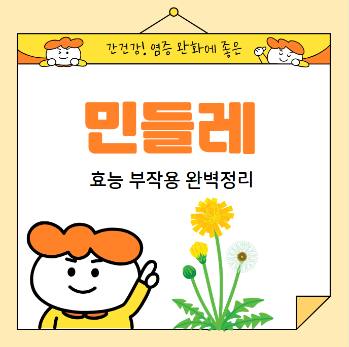 민들레 효능 부작용 완벽정리! 민들레 차와 뿌리 효능까지
