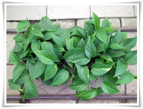 누구나 기르기 쉬운 공기정화 식물 &quot;스킨답서스 키우기&quot;