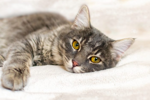 느긋하게 자고 있는 고양이