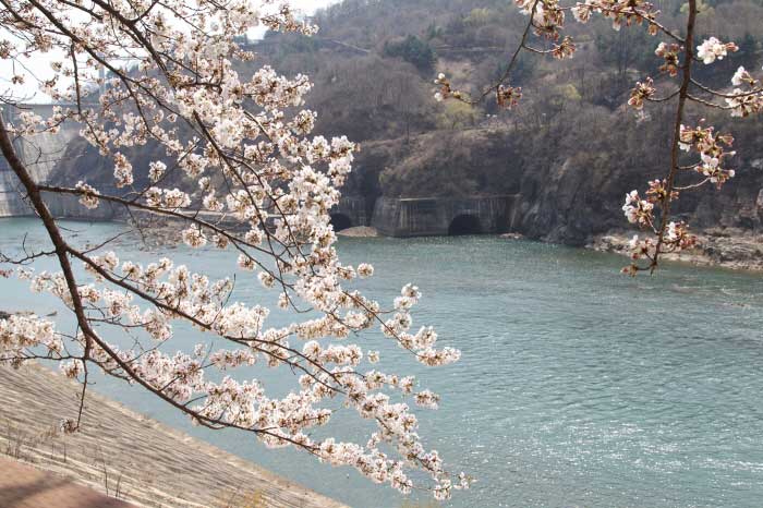 충주호 벚꽃길 기차 여행 벚꽃 명소 개화 시기 축제 충주관광