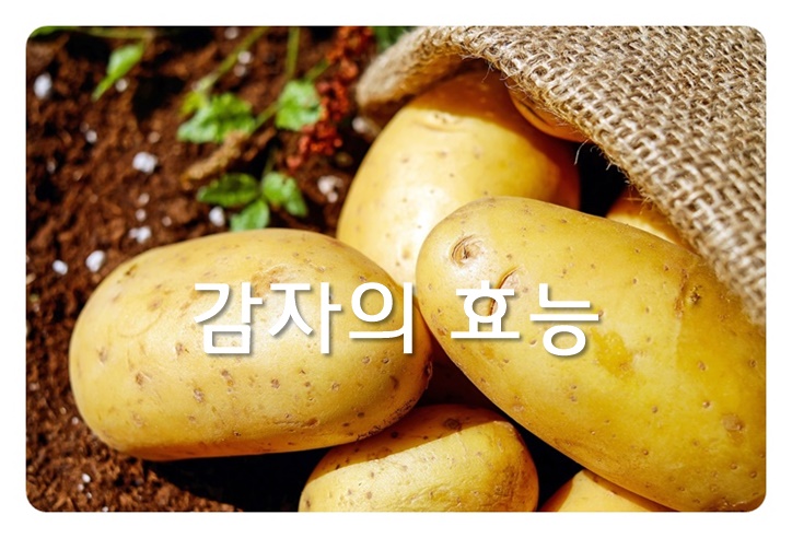 감자의 효능