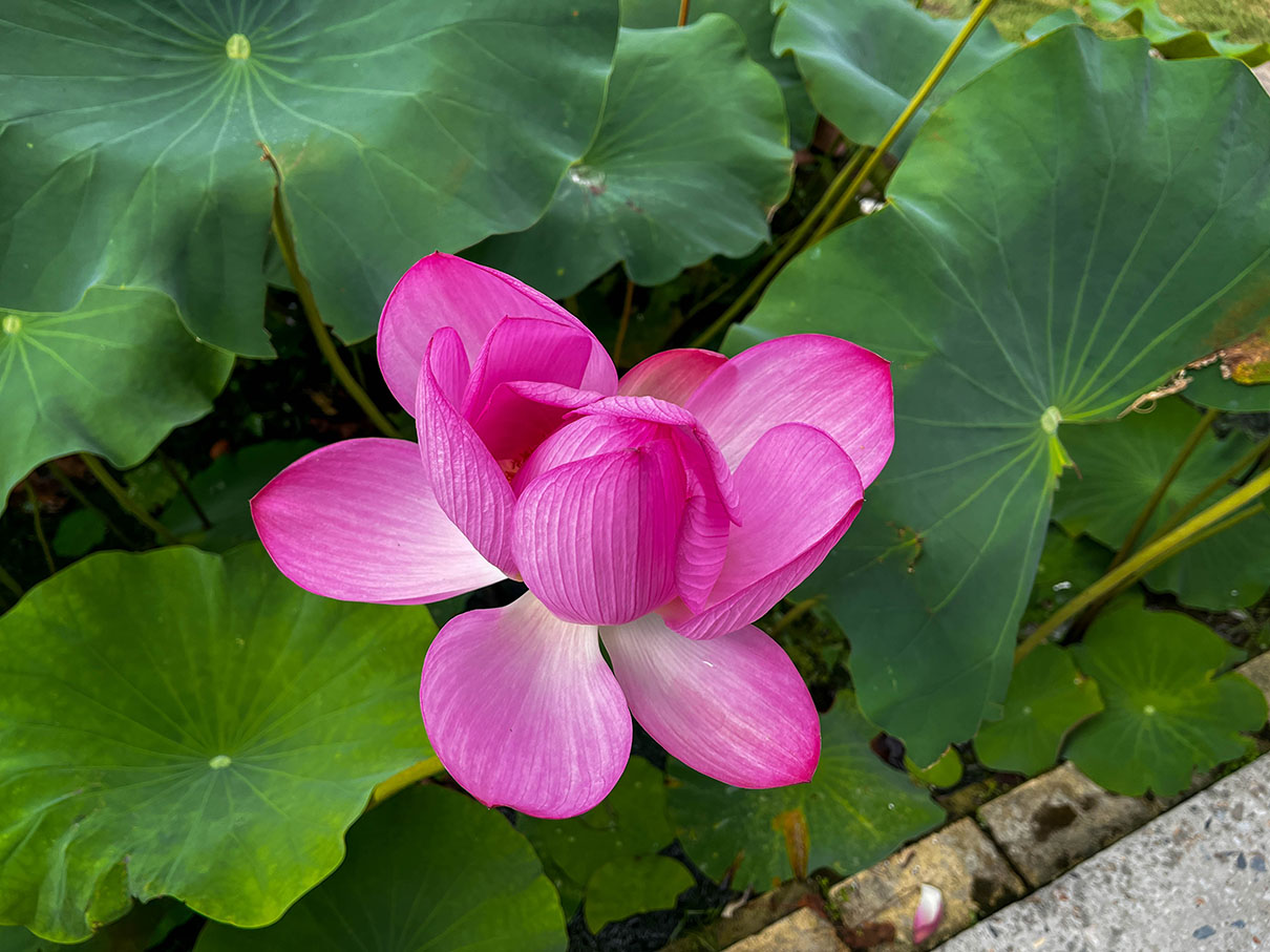 스타벅스 양산통도사점 별관 앞 연꽃