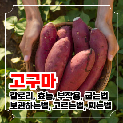 고구마 칼로리와 효능 부작용 보관하는 법 이미지