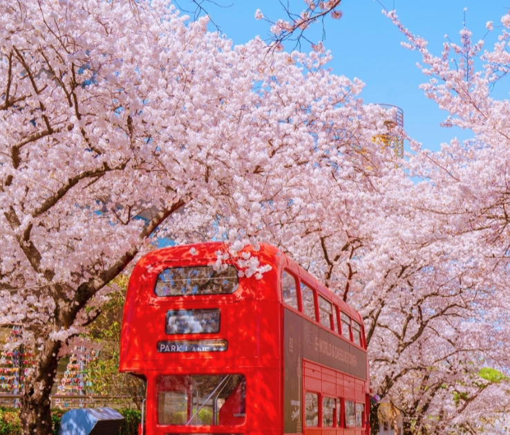 2025년 벚꽃 개화 시기&#44; 전국 벚꽃 명소 3분 정리