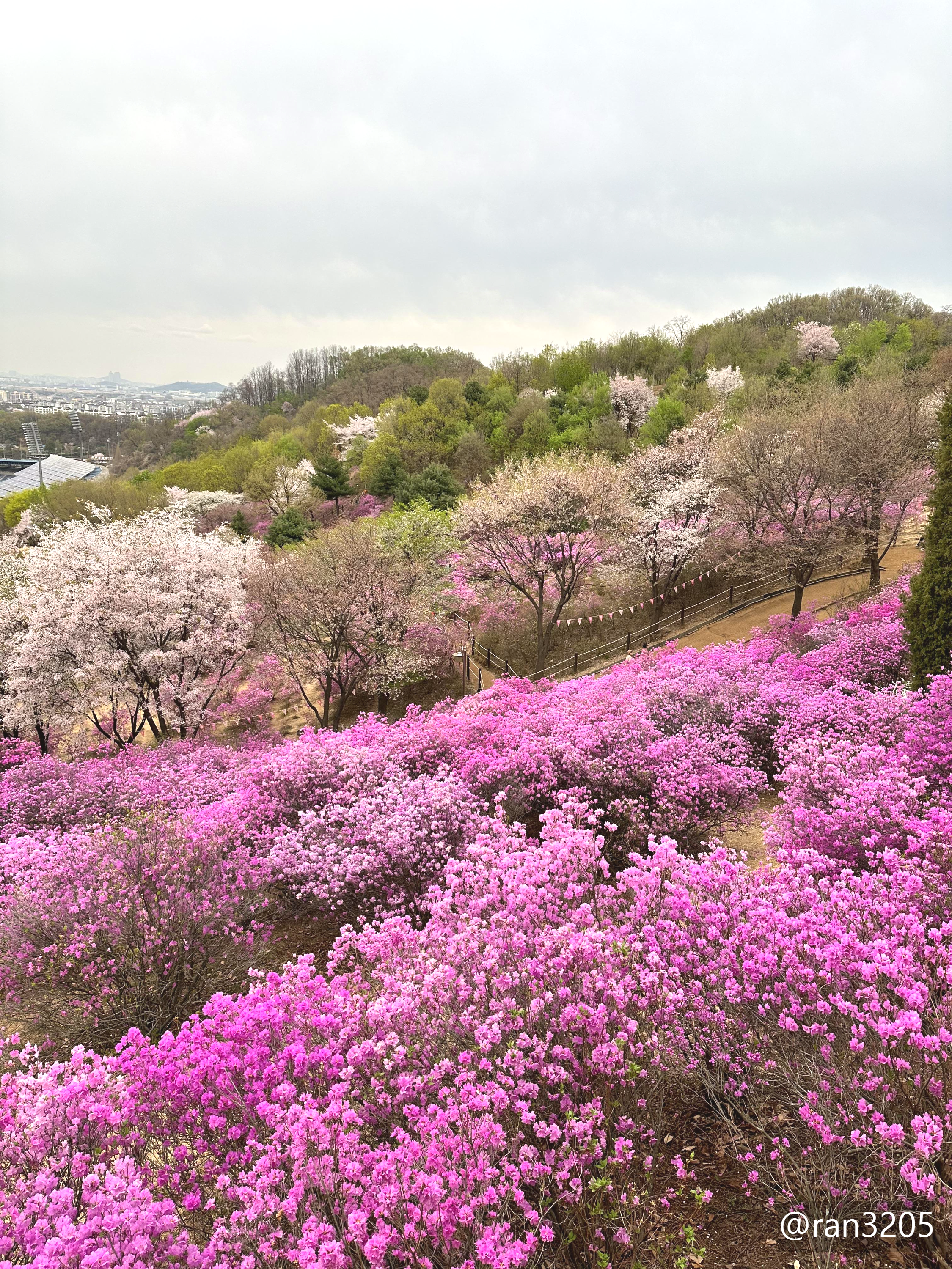 원미산 진달래동산