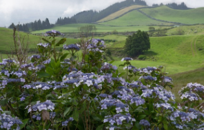 신안 도초도 수국축제