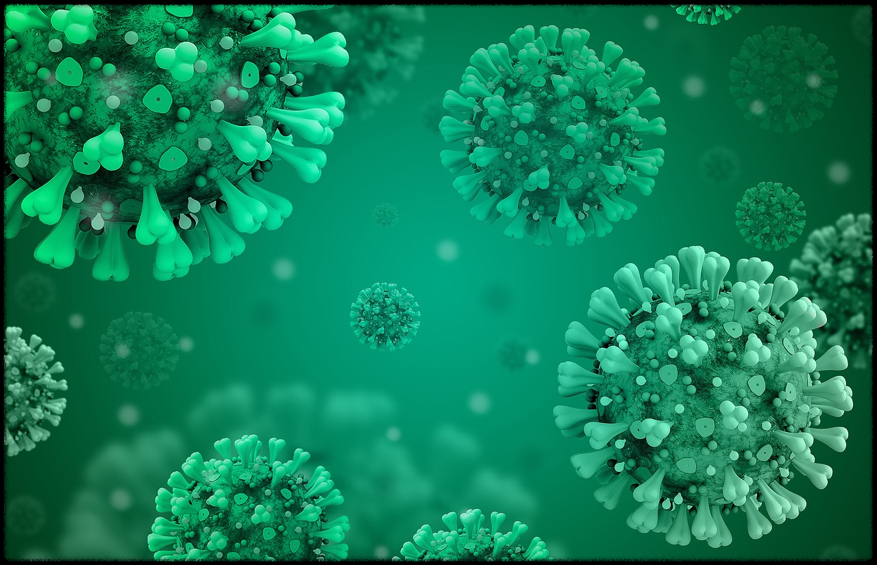 브로콜리 이미지17