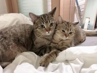 &amp;quot;고양이