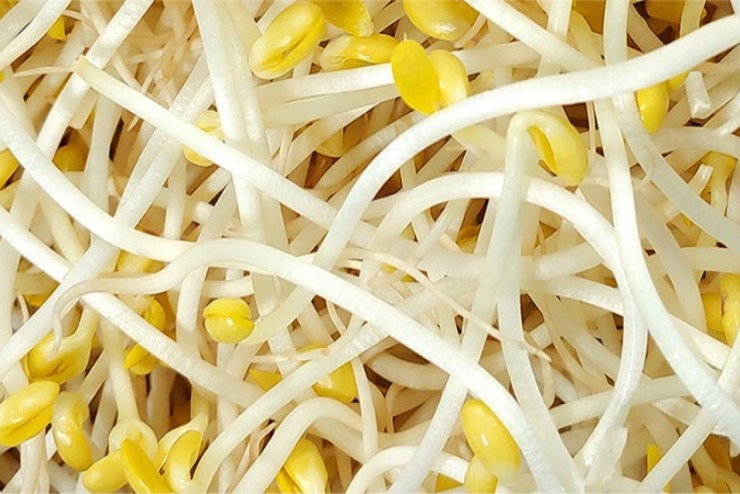 간에 좋은 음식 '콩나물'