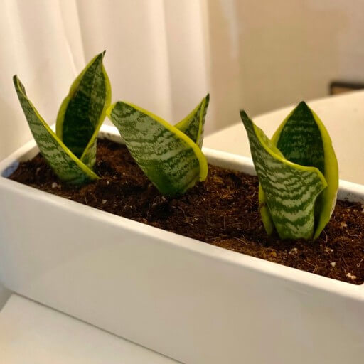 작은-산세베리아-화분