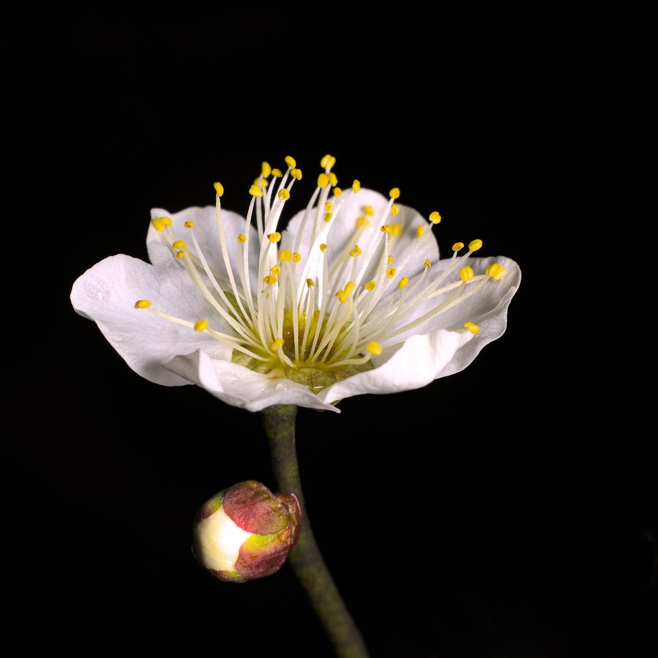 2025년 전국 매화축제 일정 총정리(양평매화마을 광양 양산원동 구례 부산대저)