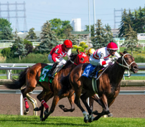 노인 경마 중독