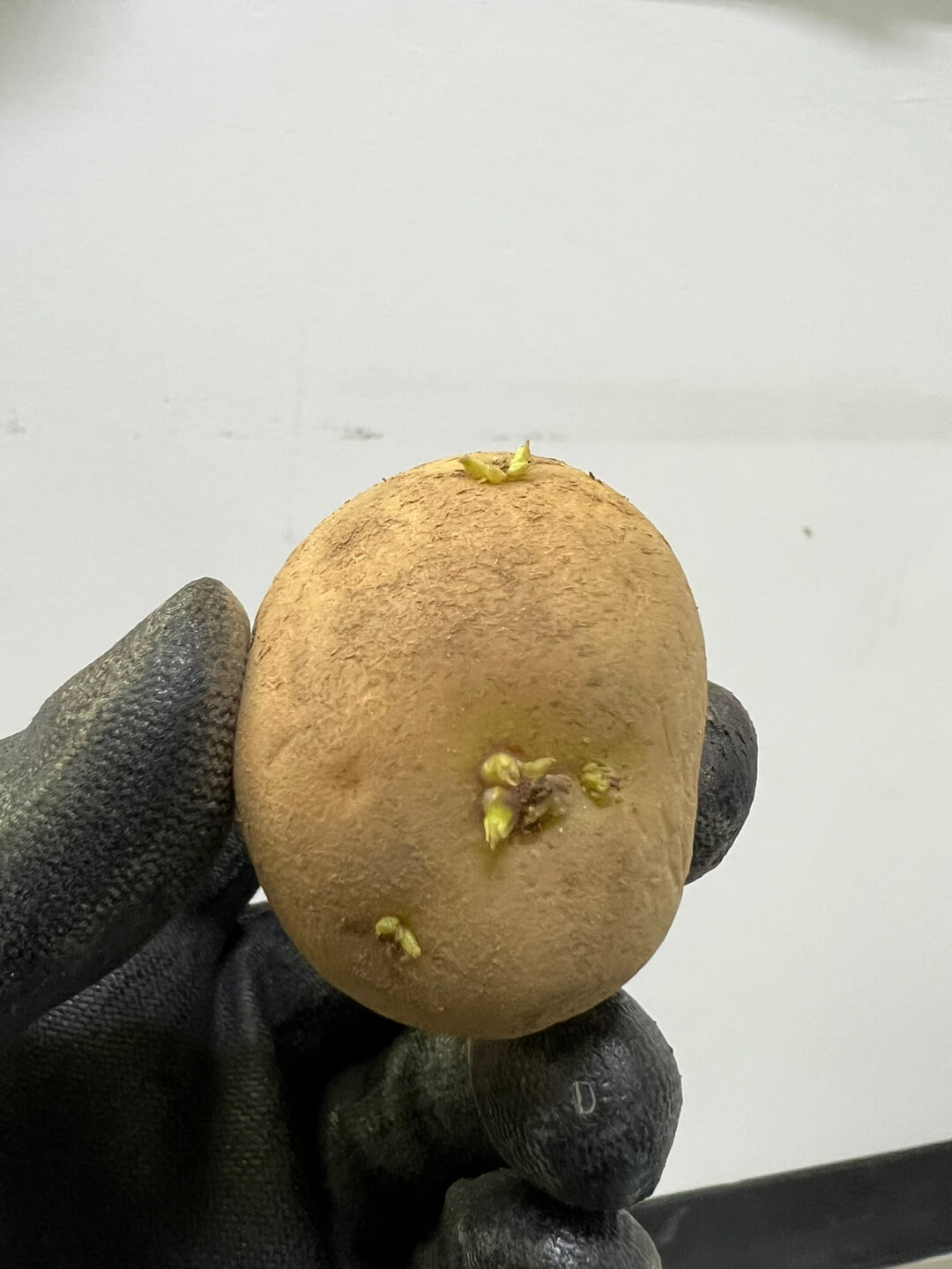 싹이 난 씨감자