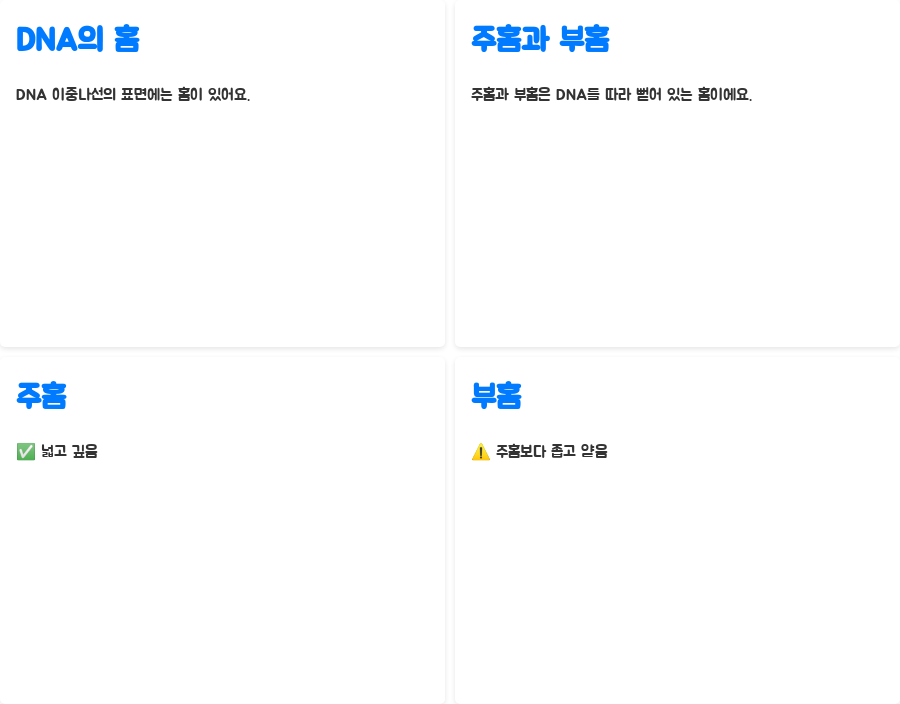 DNA 이중나선 구조, 왜 이렇게 안정적일까요? 분자생물학의 놀라운 비밀! - DNA 이중나선 구조의 안정성: 주홈과 부홈의 역할 - 주홈과 부홈: DNA의 표면을 장식하는 홈