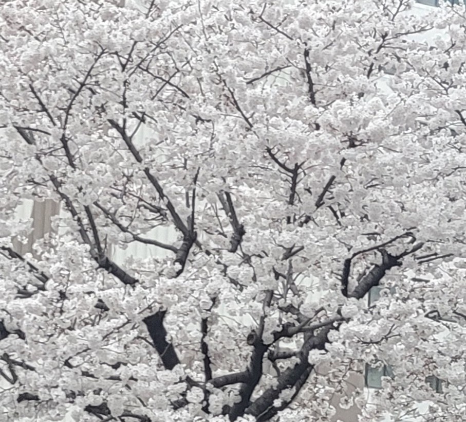 벗꽃