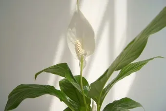 &amp;quot;스파티필름