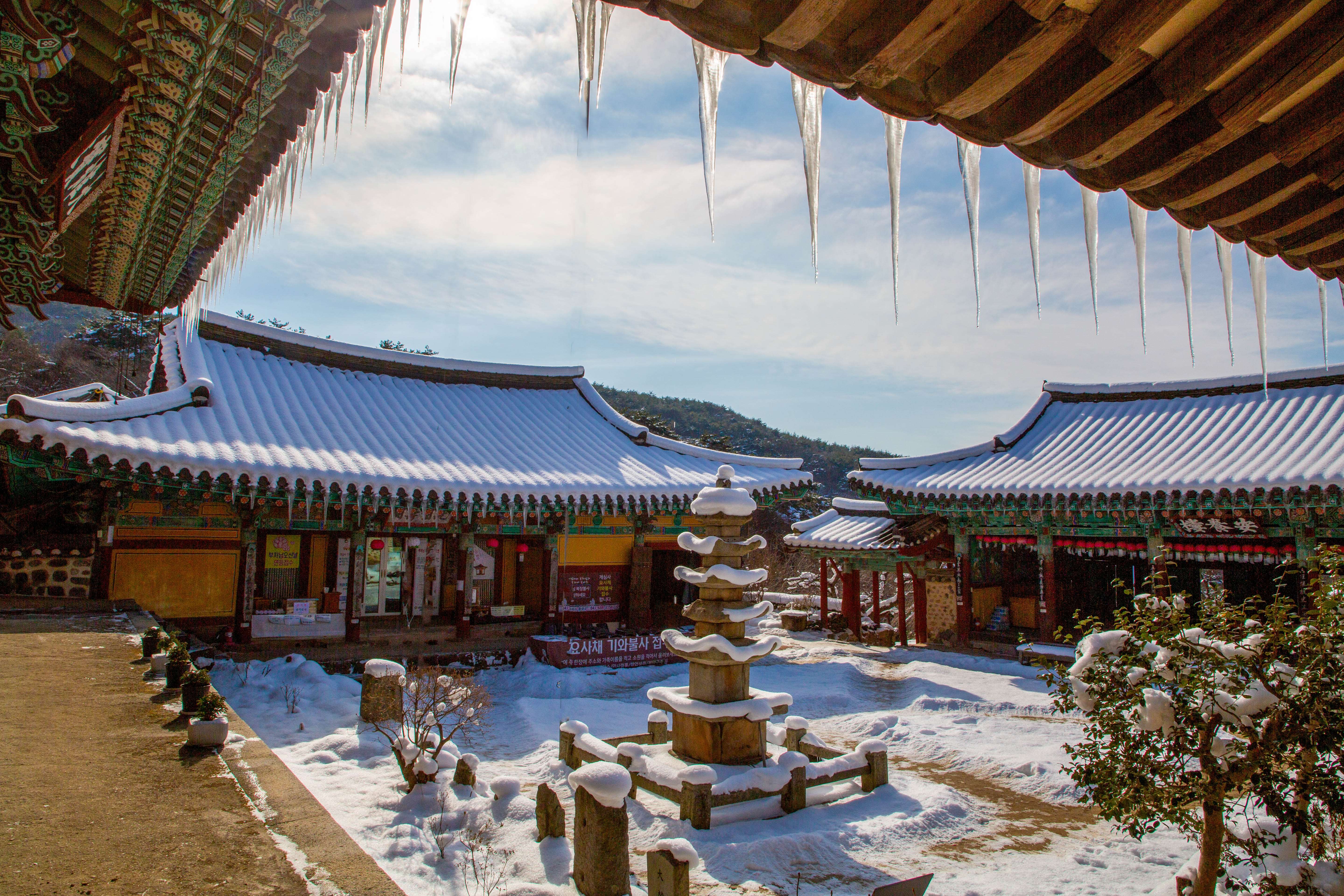 [4월 봄꽃 여행]서산 개심사 겹벚꽃&middot;청벚꽃 여행기❘벚꽃 개화 상황, 아직은 시작, 그러나 곧 절정