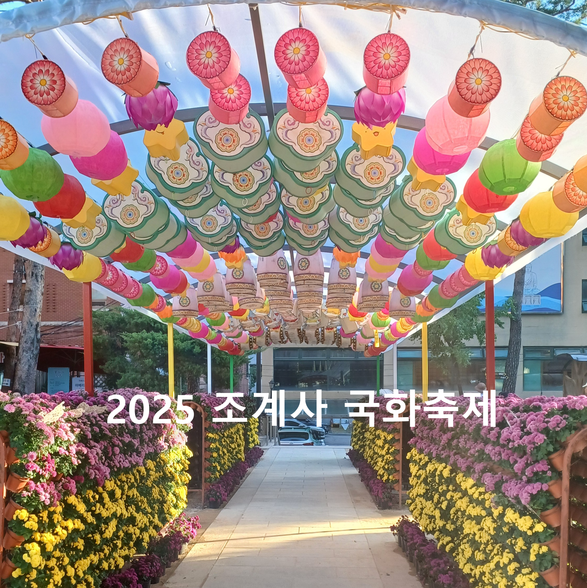 조계사-국화축제-1