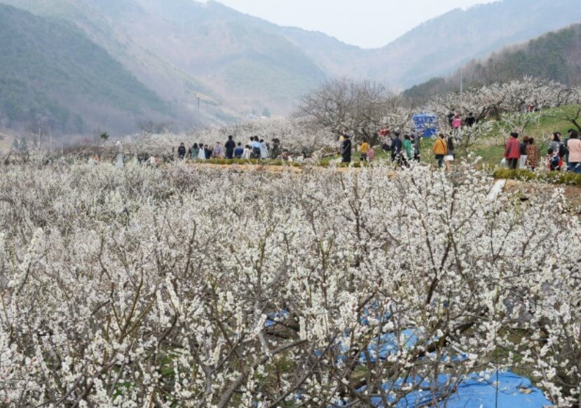 봄 축제 가볼만한 곳
