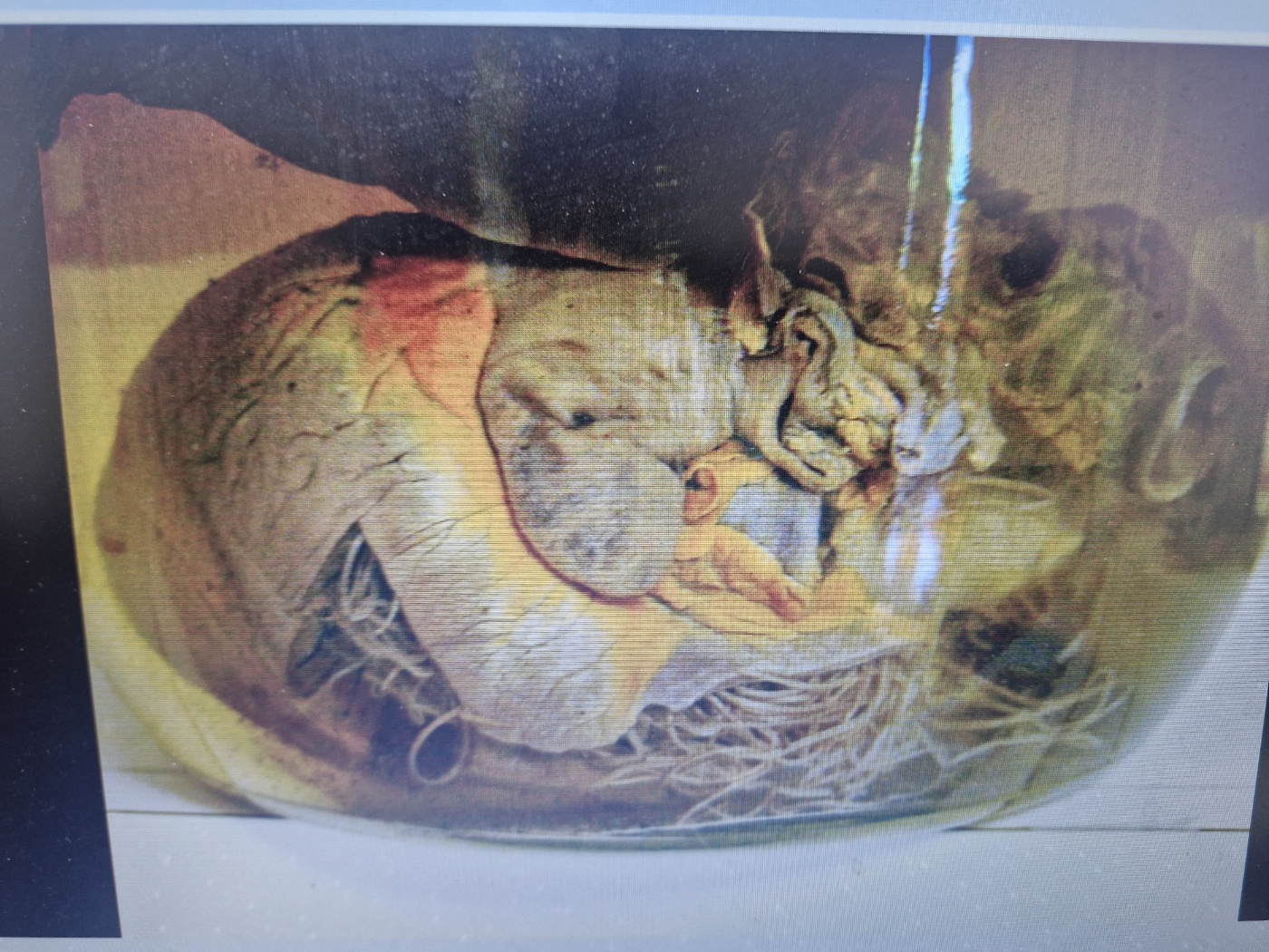 강아지 기침 원인 8가지 (기관허탈&middot;폐렴&middot;켄넬코프) 보호자가 꼭 알아야 할 호흡기 질환