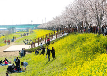 노란 유채와 연분홍 벚꽃