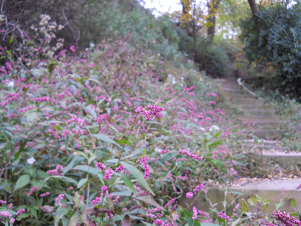 보행 약자들도 편하게 걸을 수 있는 안산자락길