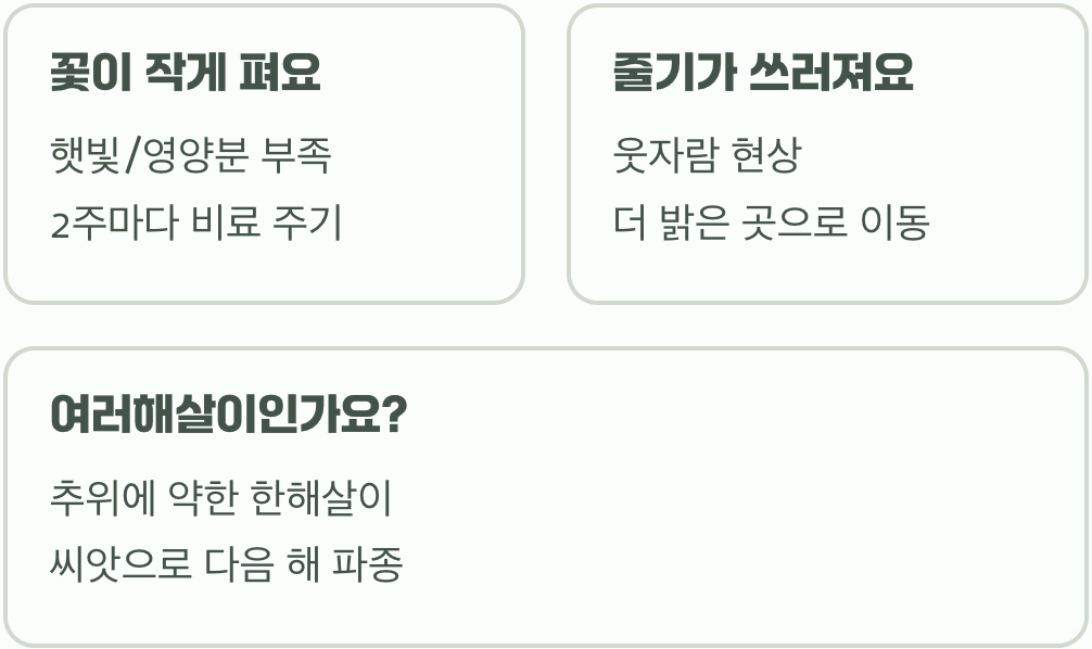 천일홍 키우기 A to Z, 씨앗 파종부터 드라이플라워까지