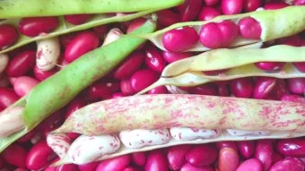 강낭콩 재배 파종 간격 잡초 억제 멀칭 요령_14