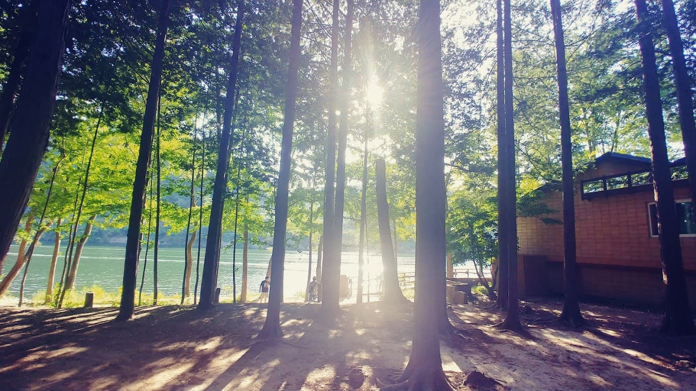 강원도 숲속 숙소에서 기대할 수 있는 전반적인 자연 환경의 예시