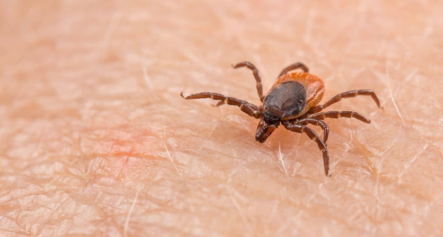 진드기 매개질병