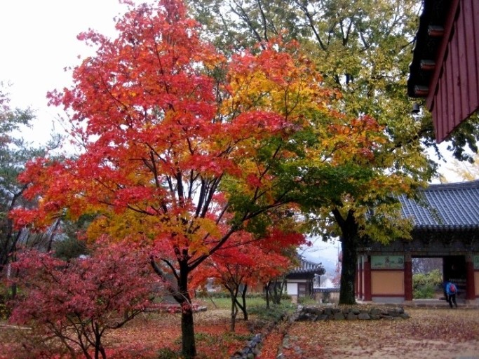 내장산 단풍시기
