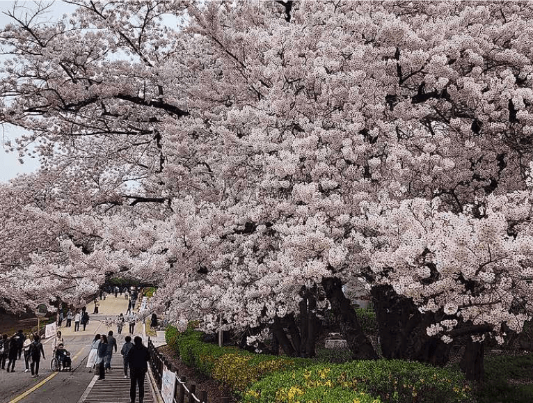 SK인천석유화학 벚꽃동산