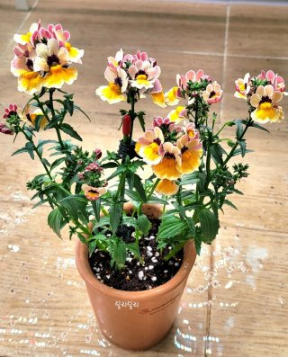  네메시아 이미지 사진