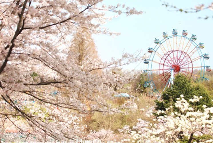 전주-벚꽃-명소